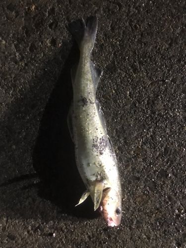 コマイの釣果
