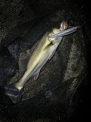 セイゴ（マルスズキ）の釣果