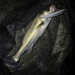 セイゴ(マルスズキ)