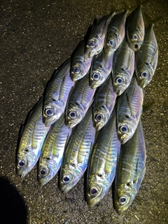 アジの釣果