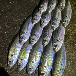 アジ