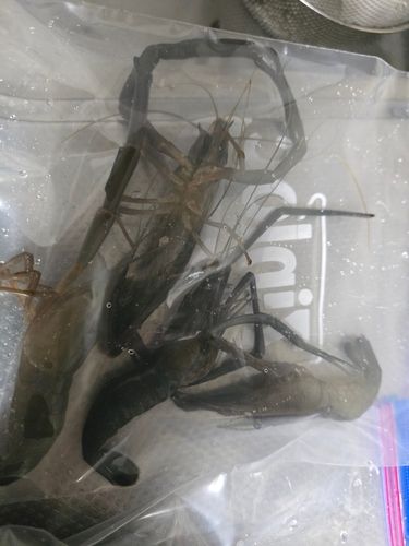 テナガエビの釣果