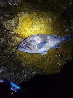 ガヤの釣果
