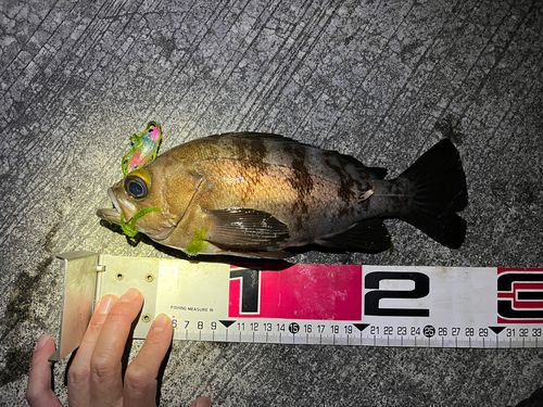 シロメバルの釣果