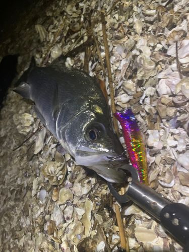 フッコ（マルスズキ）の釣果