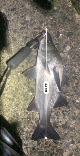 フッコ（ヒラスズキ）の釣果