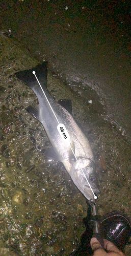 フッコ（マルスズキ）の釣果