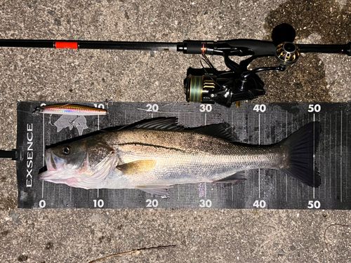 シーバスの釣果