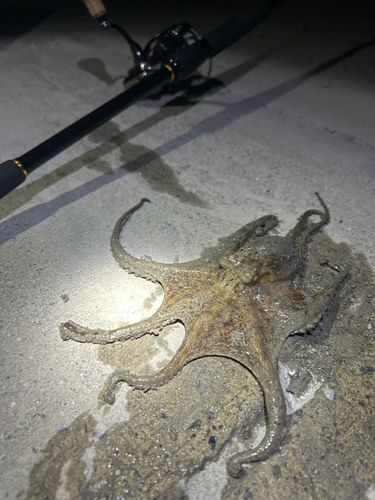 タコの釣果