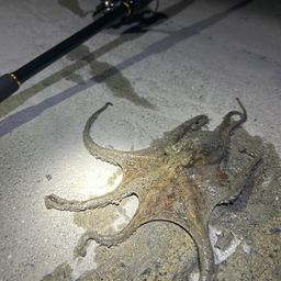 タコ