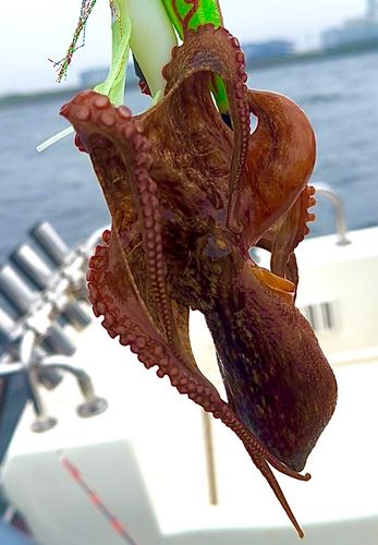 タコの釣果
