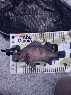 クロメバルの釣果