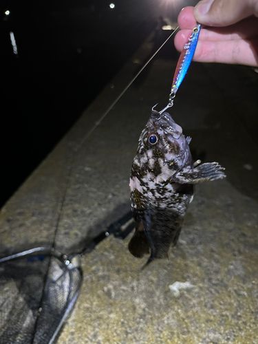 クロソイの釣果