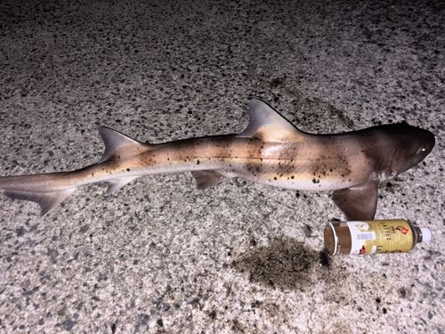 ドチザメの釣果