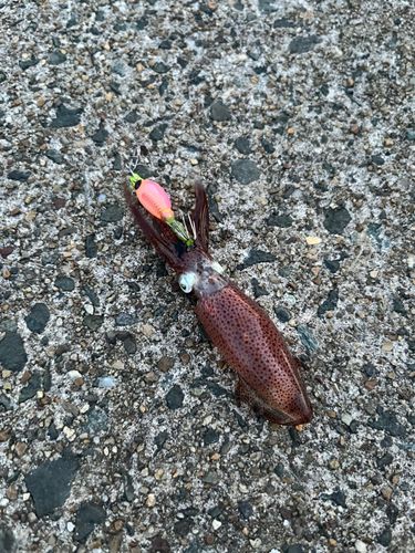 ヒイカの釣果