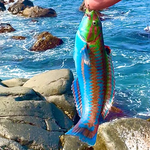 ニシキベラの釣果