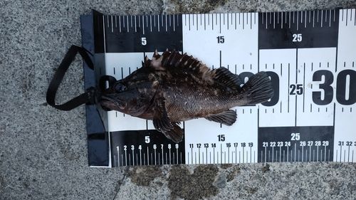 ムラソイの釣果