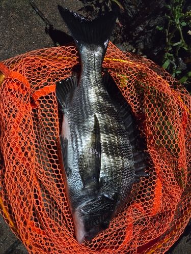 釣果