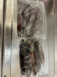 マメイカの釣果
