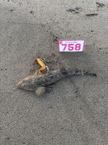 マゴチの釣果