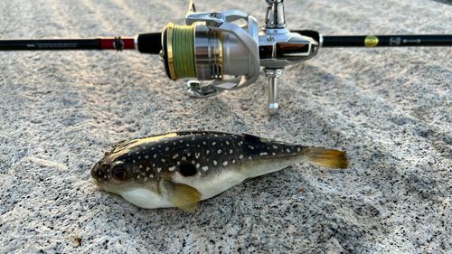 クサフグの釣果