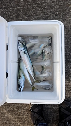 サバの釣果