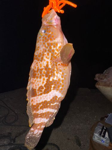 キジハタの釣果