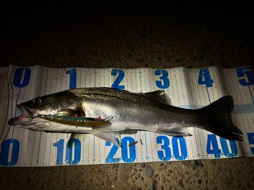 シーバスの釣果