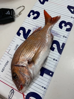 マダイの釣果