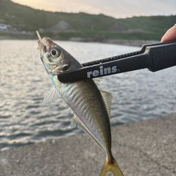 アジ