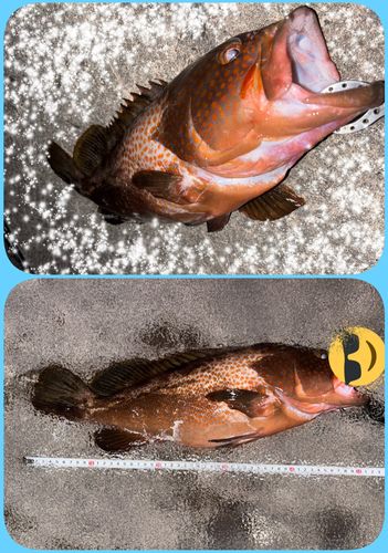 キジハタの釣果