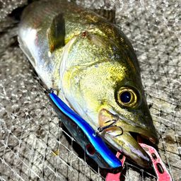 フッコ（マルスズキ）