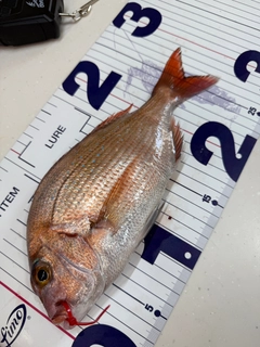 マダイの釣果