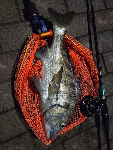釣果