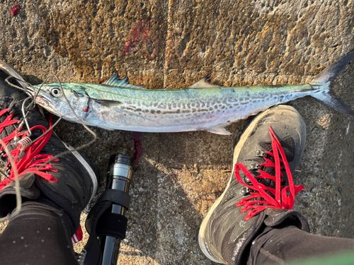 サゴシの釣果