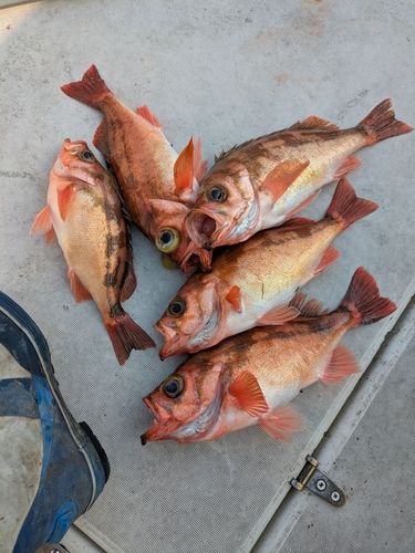 ウスメバルの釣果