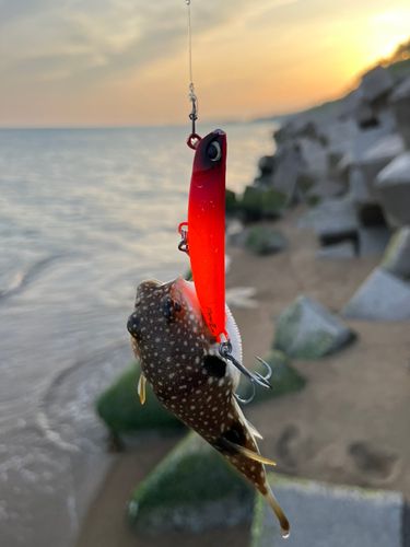 クサフグの釣果