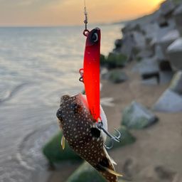 クサフグ