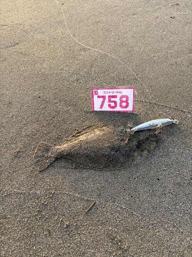 ヒラメの釣果
