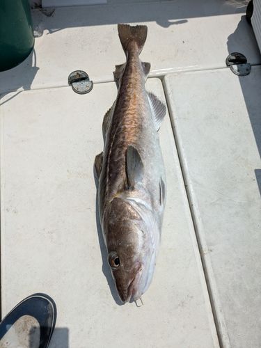 マダラの釣果