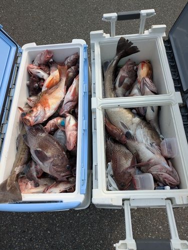ウスメバルの釣果