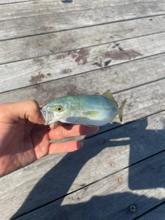 ワカシの釣果