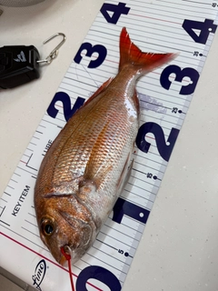 マダイの釣果