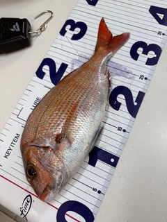 マダイの釣果