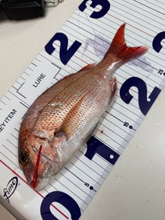 マダイの釣果