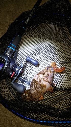 オウゴンムラソイの釣果