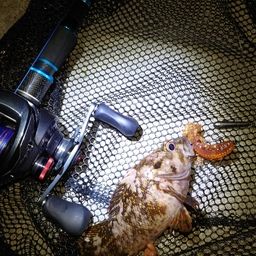 オウゴンムラソイ