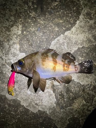 クロメバルの釣果