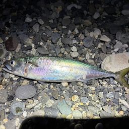 サバ
