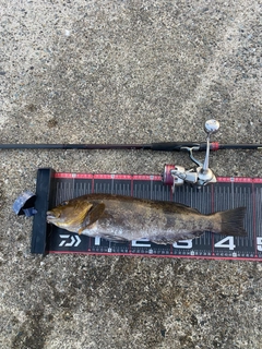 アイナメの釣果